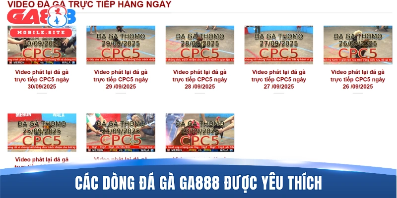 Các dòng đá gà GA888 được yêu thích
