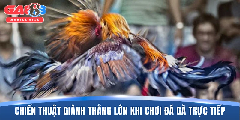 Chiến thuật giành thắng lớn khi chơi đá gà trực tiếp
