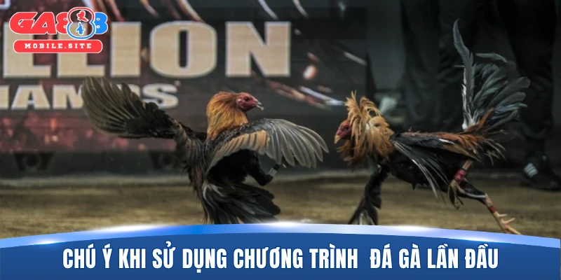 Chú ý khi áp dụng chương trình thưởng tiền nạp đá gà lần đầu