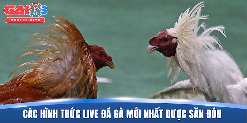 Điểm qua các hình thức live đá gà mới nhất được săn đón