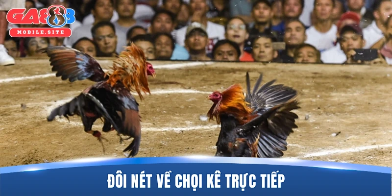 Đôi nét về chọi kê trực tiếp