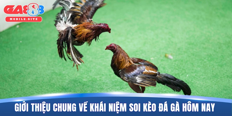 Giới thiệu chung về khái niệm soi kèo đá gà hôm nay