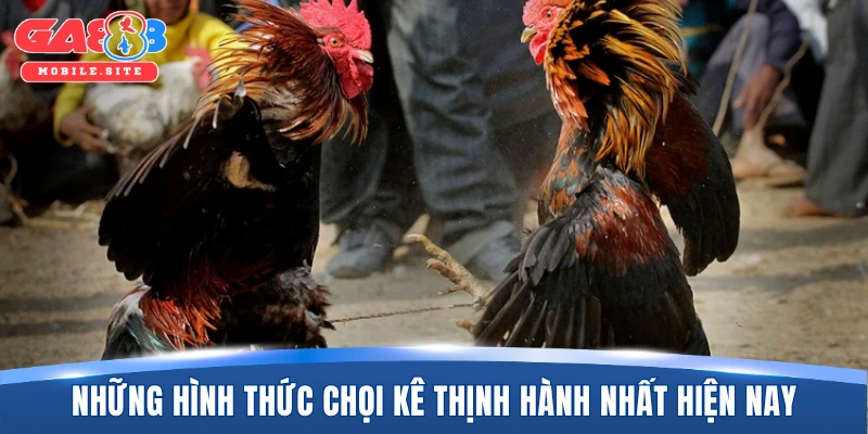 Những hình thức chọi kê thịnh hành nhất hiện nay