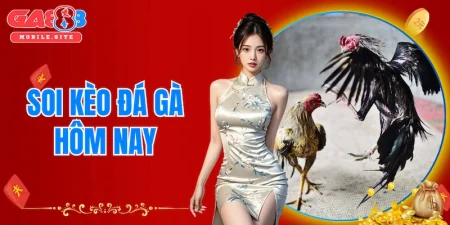 soi kèo đá gà hôm nay