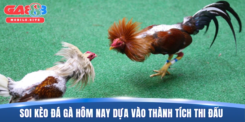 Soi kèo đá gà hôm nay chuẩn xác dựa vào thành tích thi đấu