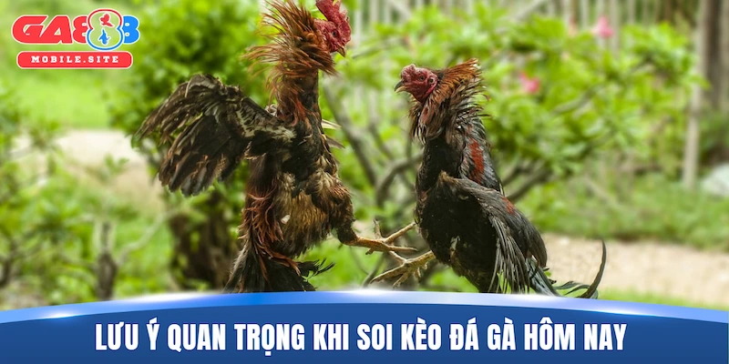Tổng hợp lưu ý quan trọng khi soi kèo đá gà hôm nay