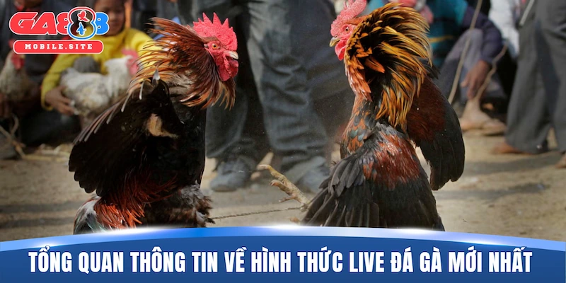Tổng quan thông tin về hình thức live đá gà mới nhất