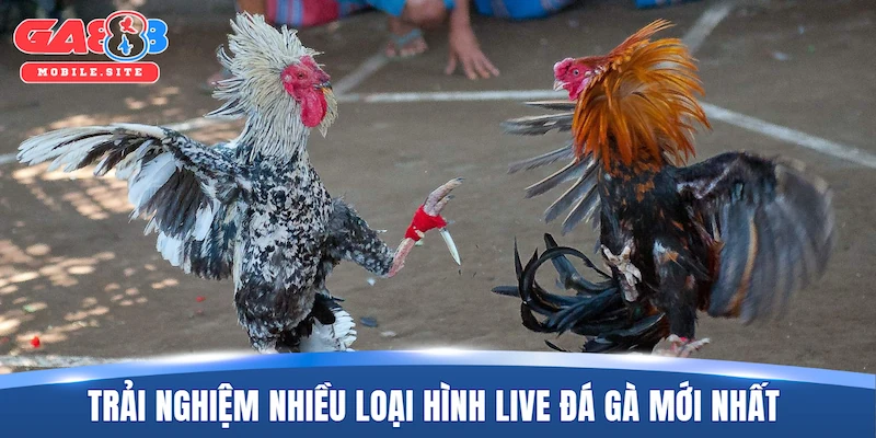 Trải nghiệm nhiều loại hình live đá gà mới nhất đặc sắc